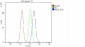 Anti-Tuberin TSC2 Antibody Picoband™ (monoclonal, 6I3)